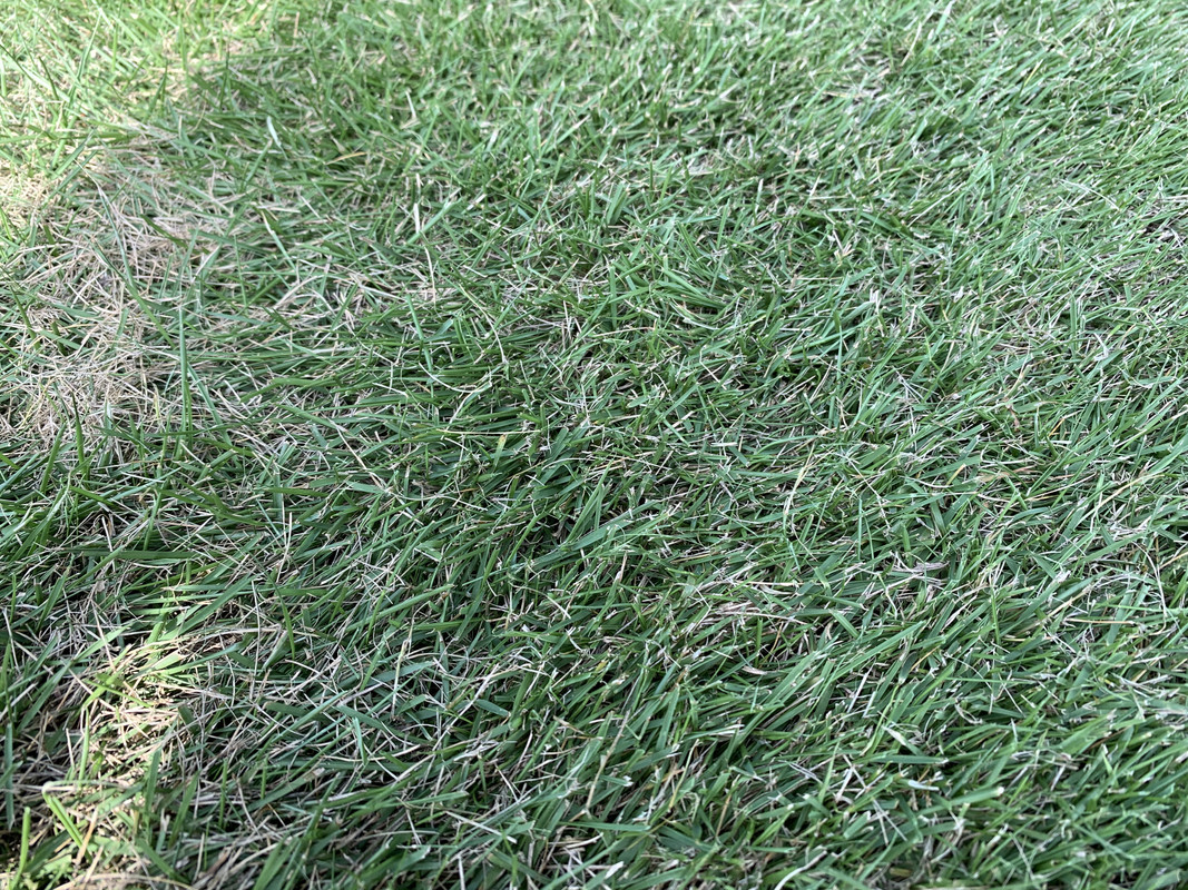 Does Zoysia Grass Need Dethatching How To Plant A Zoysia Grass Lawn