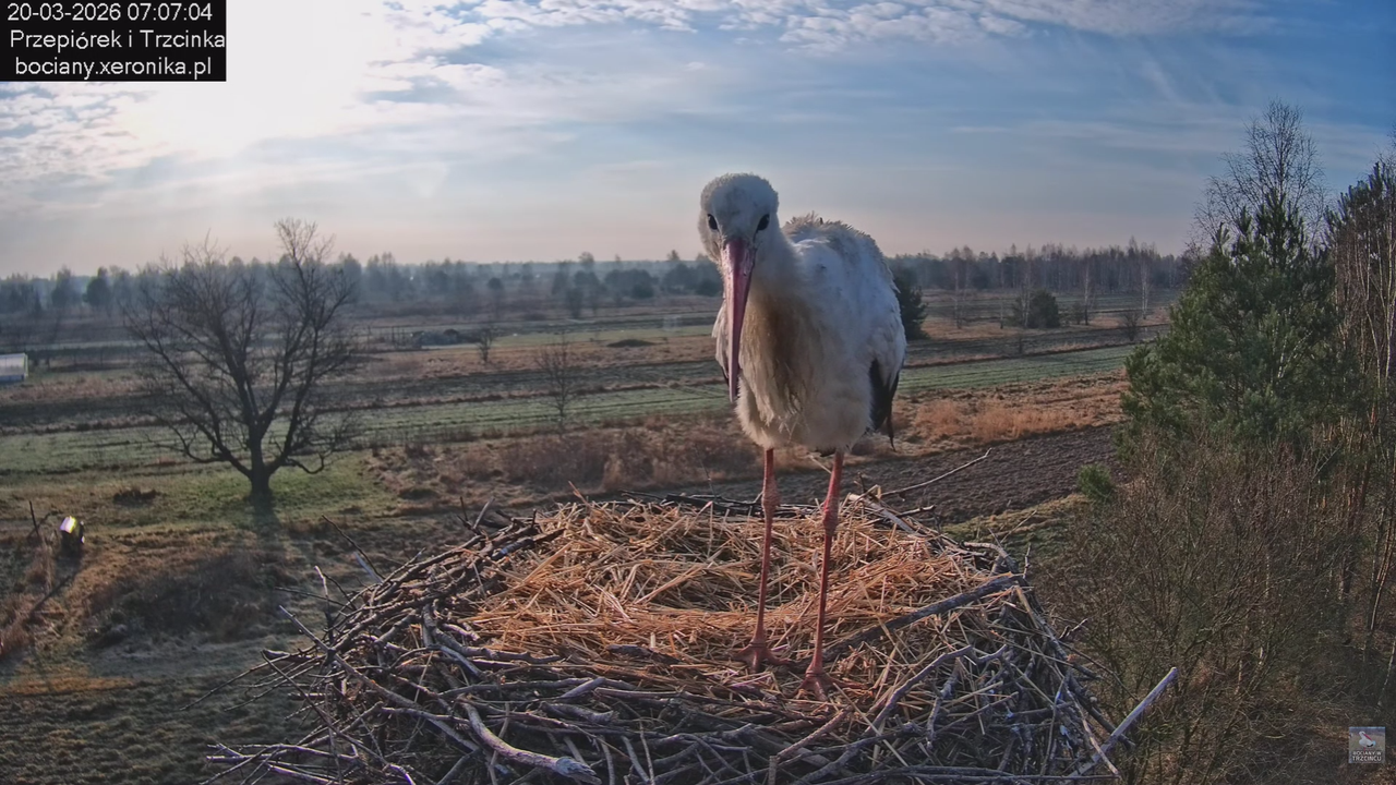 20032026bociany 17