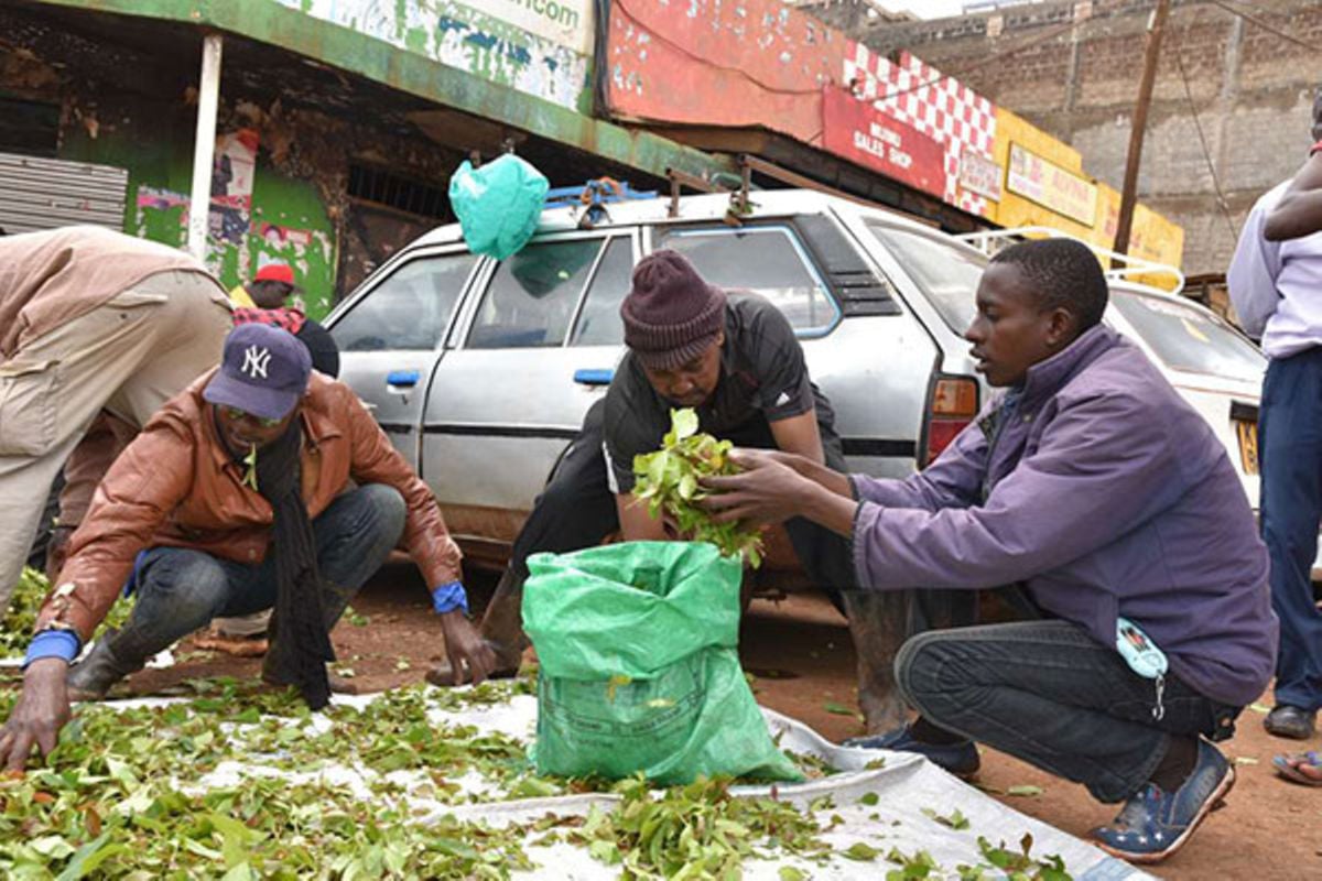 How to Stop Chewing Muguka