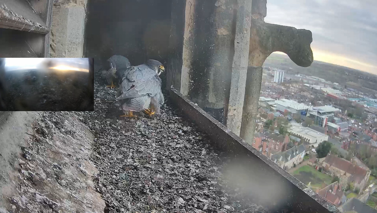 Lincoln Peregrines 2023-02-26-110638