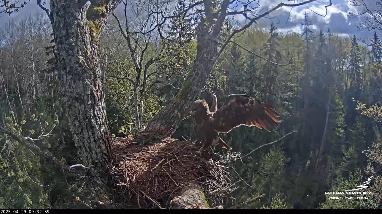 LVM mazais ērglis Lisiņa, ozols2 – Lesser Spotted Eagle 12-27-14 screenshot (1)