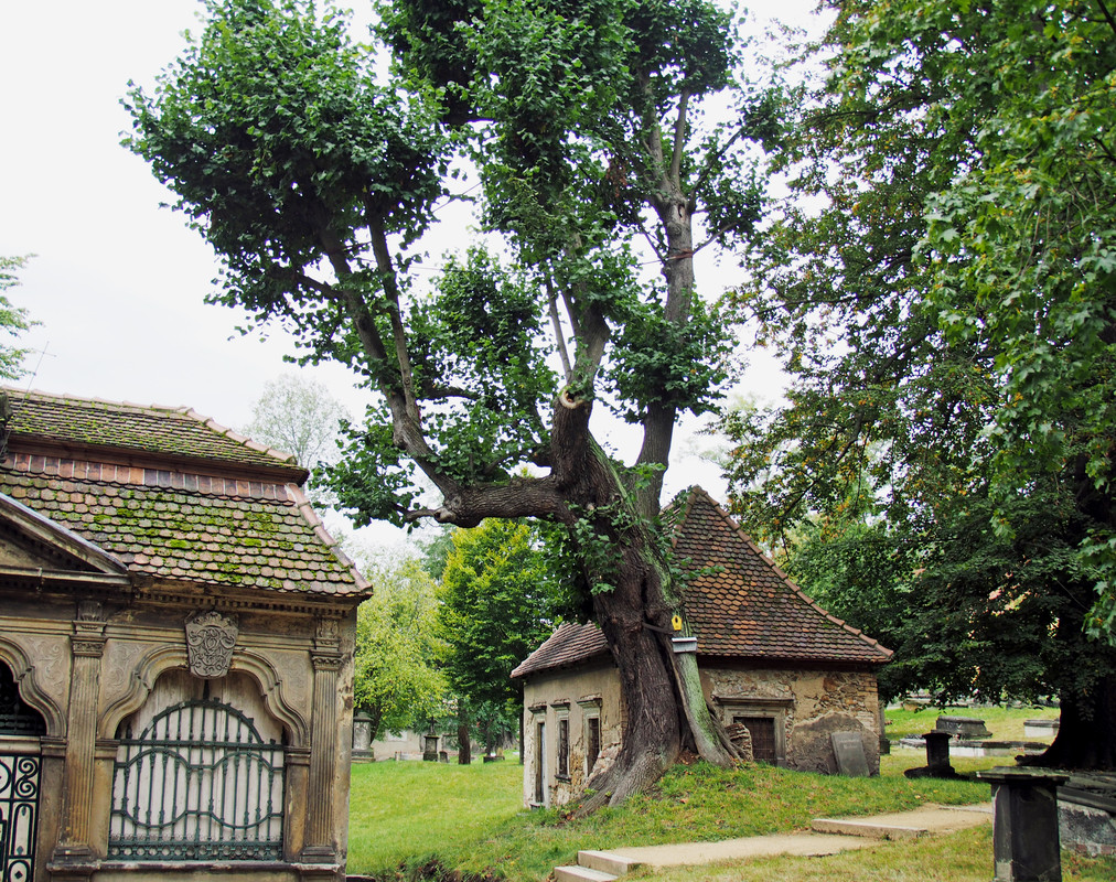 Mollerlinde am Nikolaifriedhof