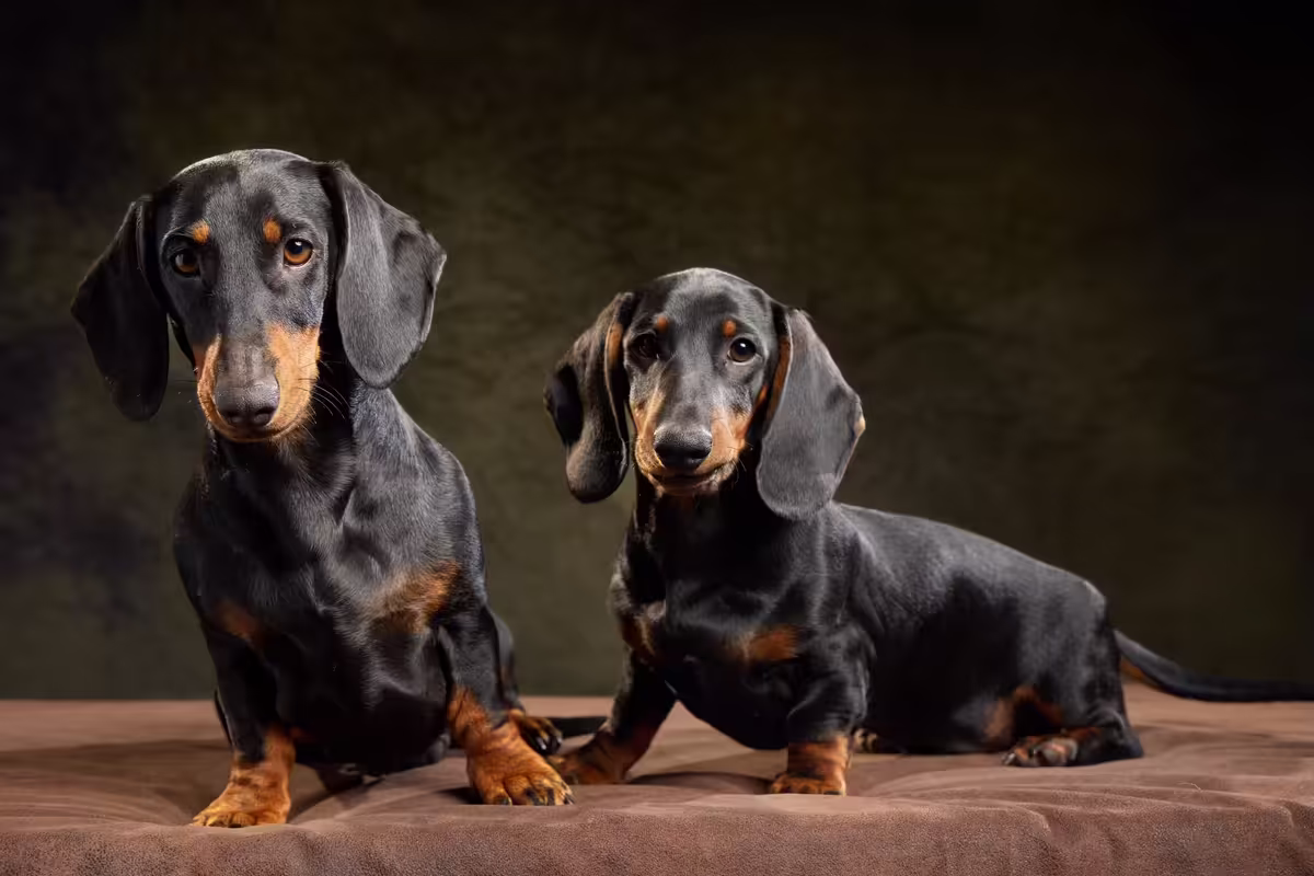 [Image: temp-Image-JBa-HOx.avif]