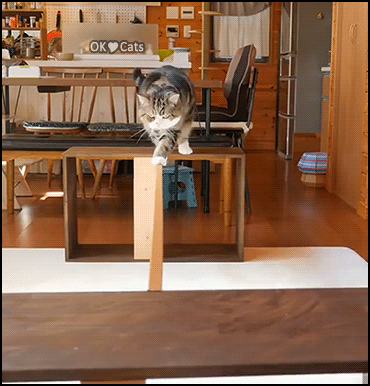 Funny-Cat-GIF-Maru-the-brilliant-gymnast-On-the-balance-beam-for-the-win-Funny-and-cleaver-cat.gif