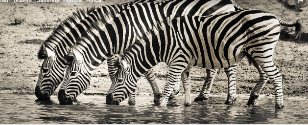 Zebra.png
