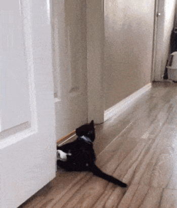 55.gif