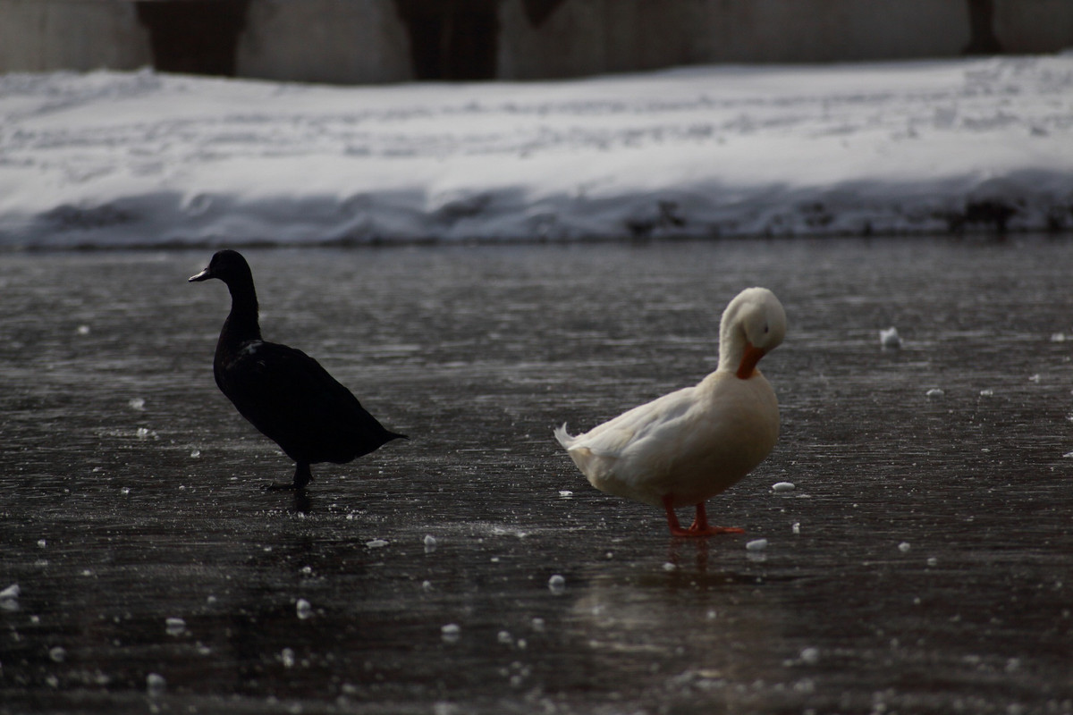 [Image: E4-C283-B8-E189-4956-A62-E-99662-ABAD133.jpg]