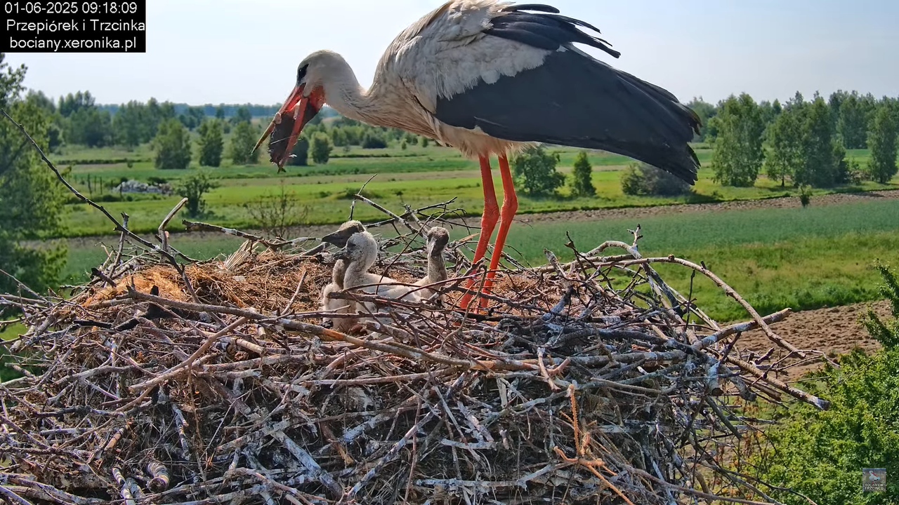 01062025bociany17
