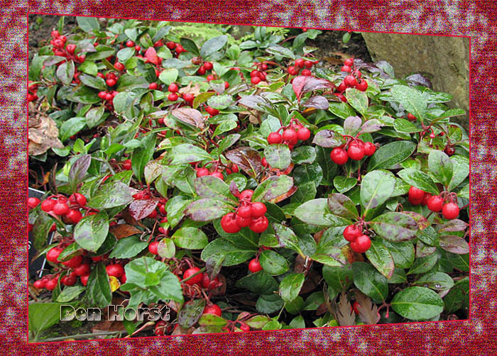 GAULTHERIA-PROCUMBENS-BERGTHEE