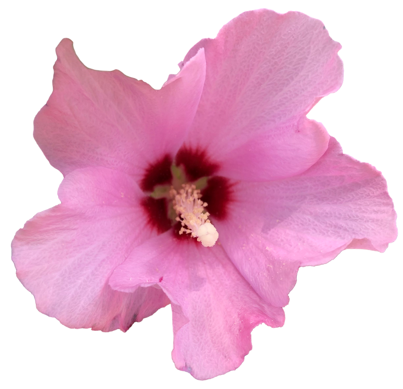 Pink Flower 4