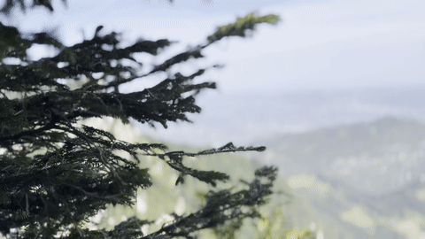 https://i.postimg.cc/PxrPvdwJ/ezgif-com-video-to-gif.gif