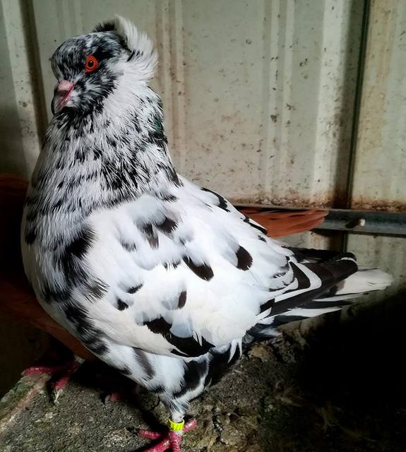 26815343_1875860455782255_7013001055574768342_n