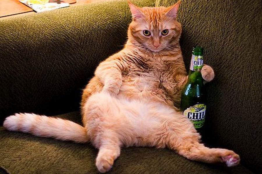 1685494917-polinka-top-p-smeshnie-koti-k