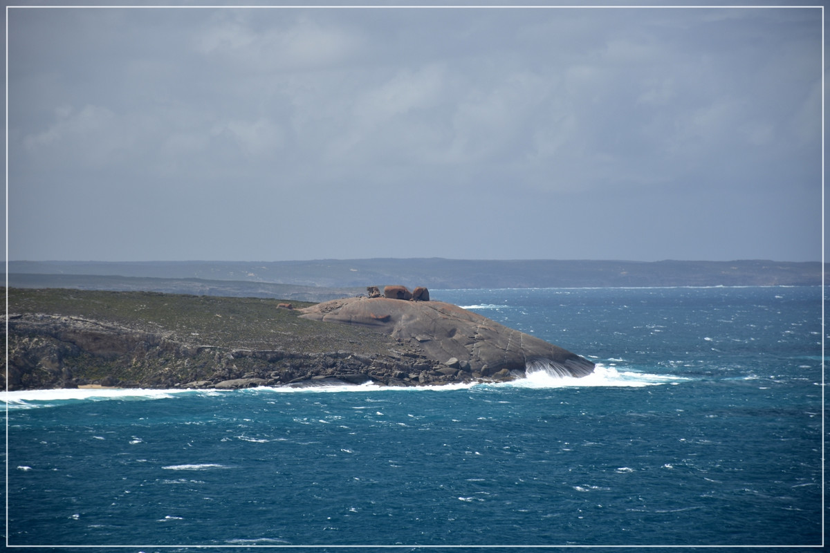 Australia (I): toma de contacto - Blogs de Australia - Kangaroo Island (42)