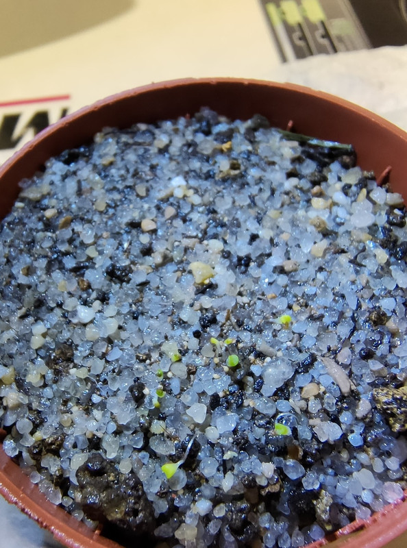 L. hallii var. ochracea -Green Soapstone- (2)