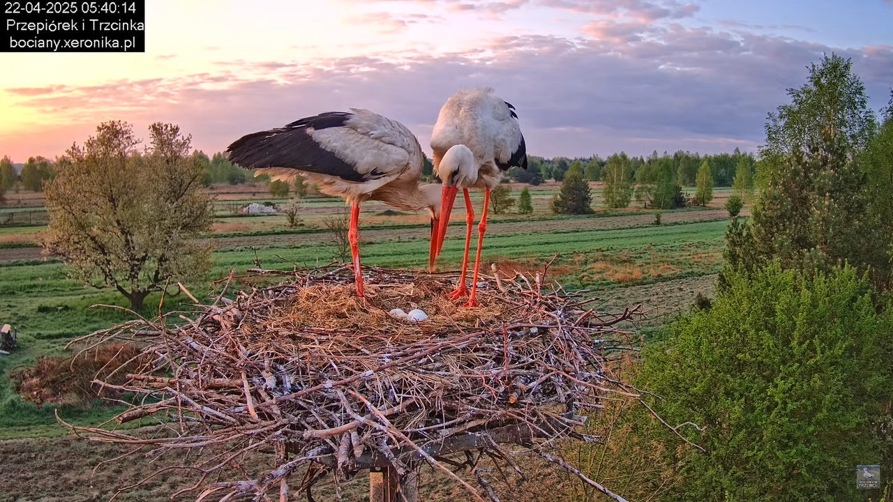 22042025bociany3
