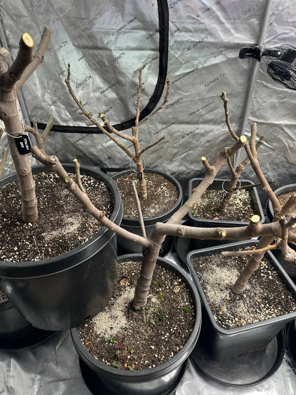 figs-746.jpg