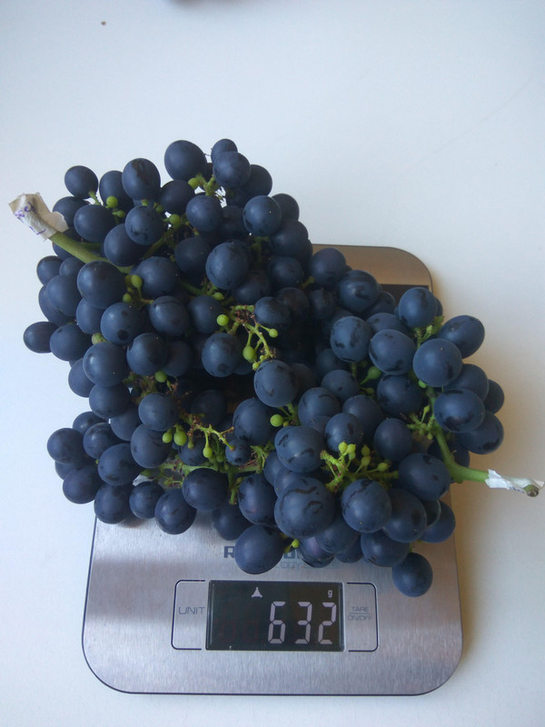 Эстер фото от 22.08.2018....