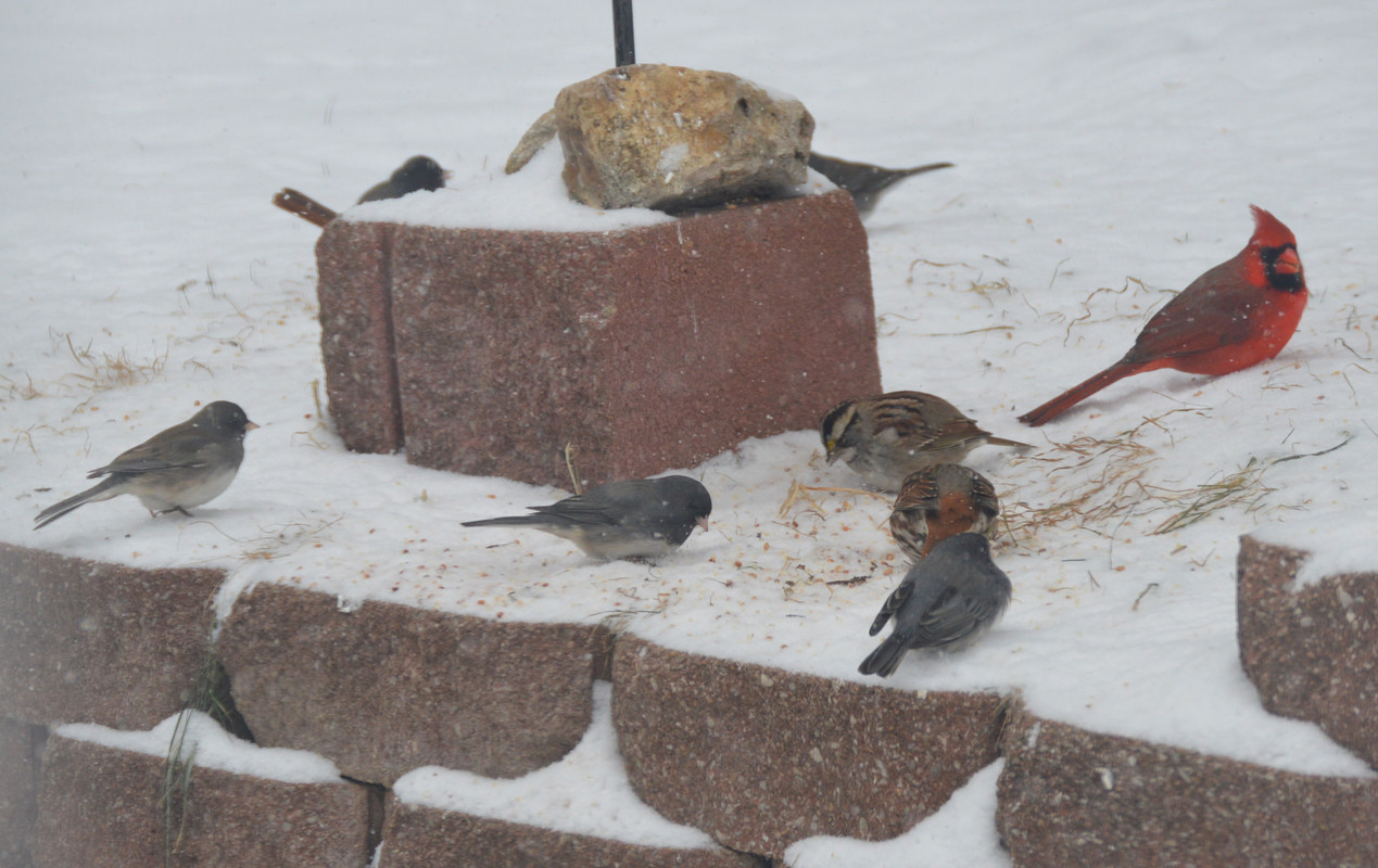 2021-2-14 Birds (11)