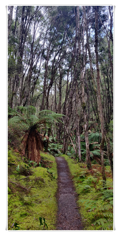 Cosas que hacer en Rotorua - Escapadas y rutas por la Nueva Zelanda menos conocida (36)
