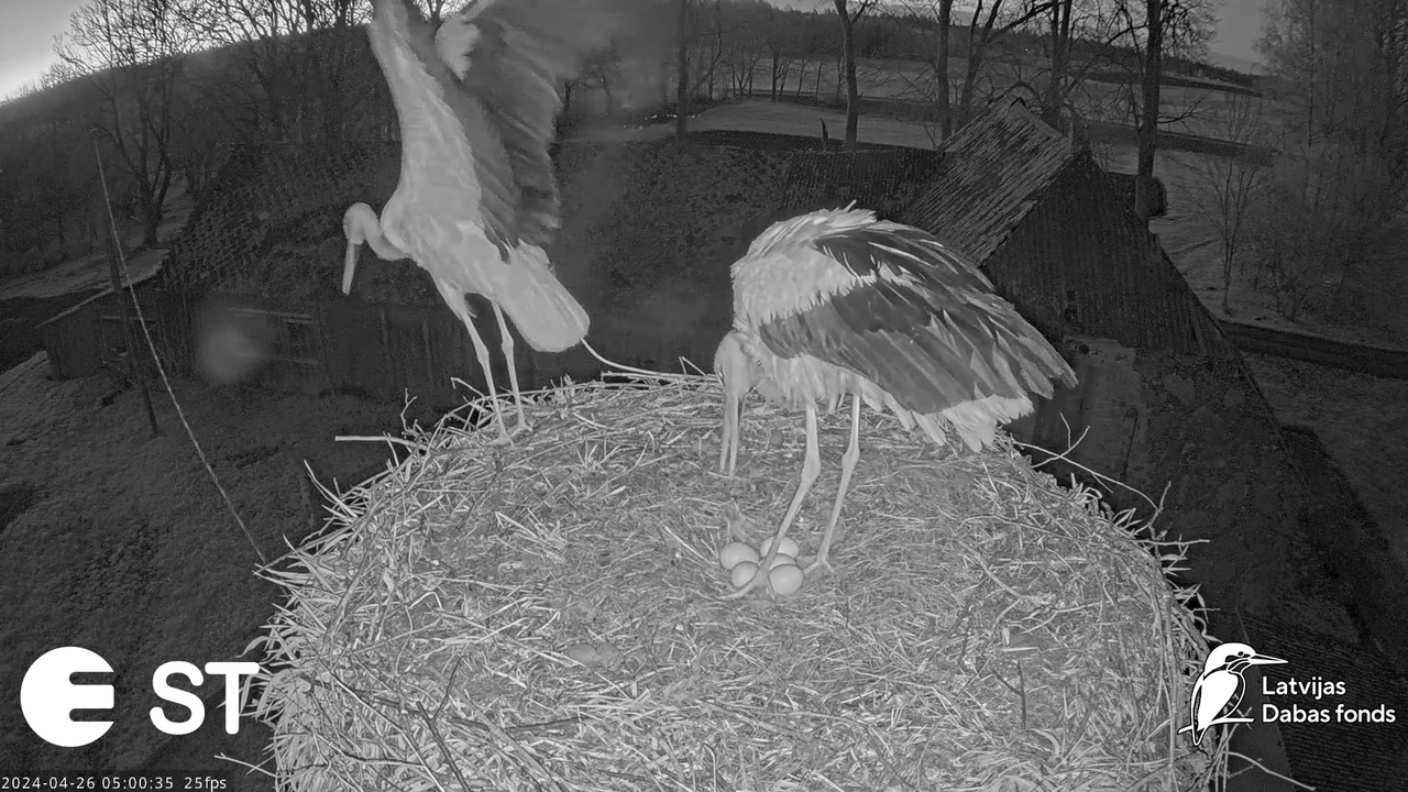 Baltie stārķi (Ciconia ciconia) Tukuma novadā - LDF tiešraide __ White storks in Tukums, Latvia 12-3