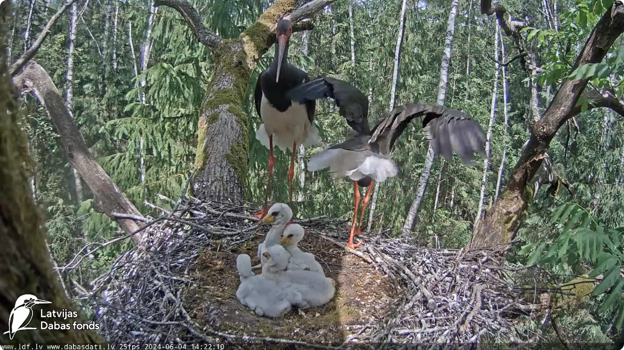 Screenshot 2024-06-04 at 18-04-27 (3) Melnais stārķis (Ciconia nigra) Ogres novadā - LDF tiešraide -