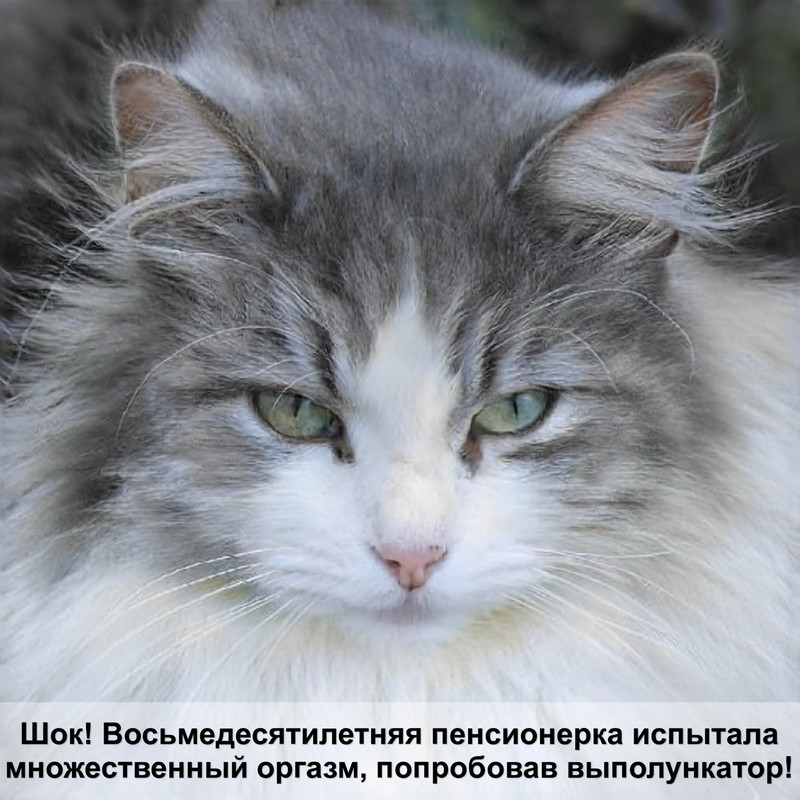 мышцы кошки