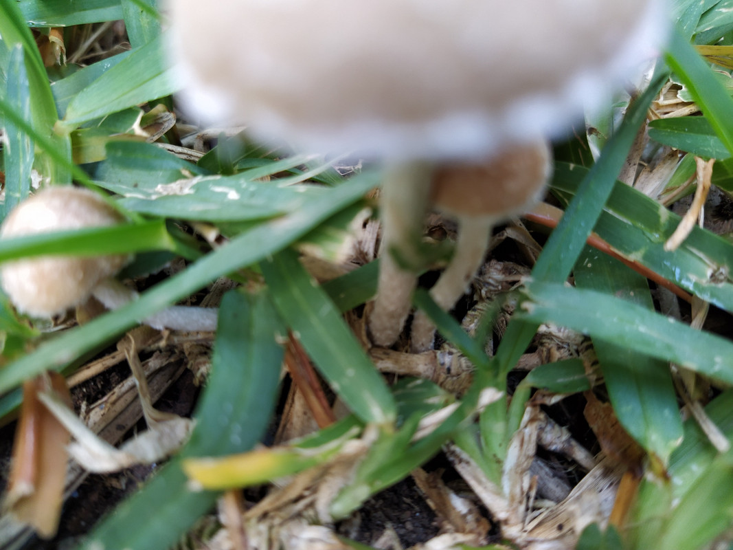 2020-11-182-Setas en el césped