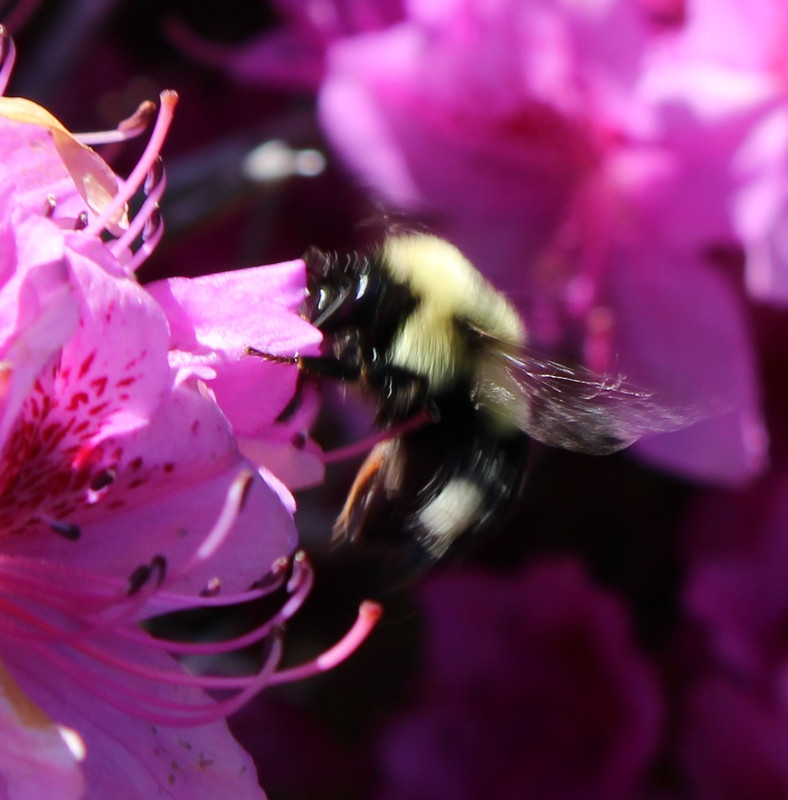 Bee