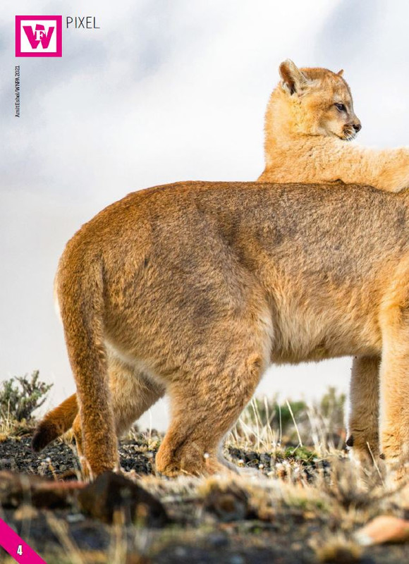 Foc Wil - Feb 2024 (1)