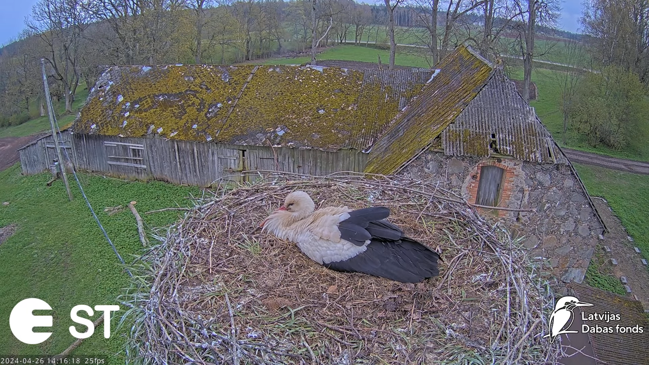 Baltie stārķi (Ciconia ciconia) Tukuma novadā - LDF tiešraide __ White storks in Tukums, Latvia 8-23