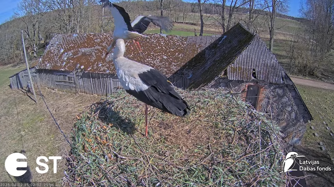 Baltie stārķi (Ciconia ciconia) Tukuma novadā __ White storks in Tukums, Latvia - YouTube - 761_37