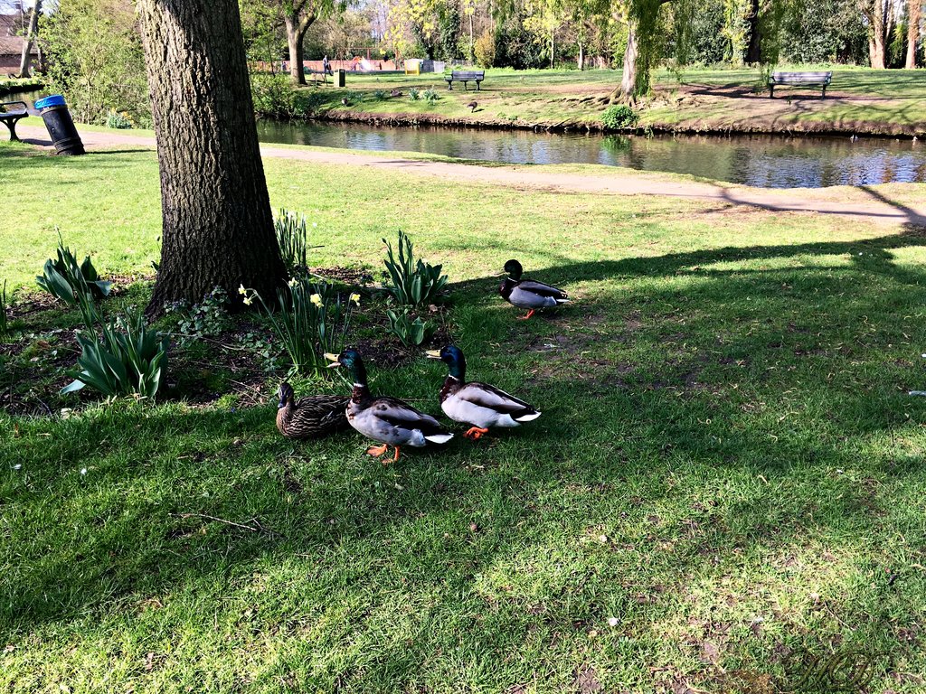 animals-ducks-Spring-Park-HD.jpg