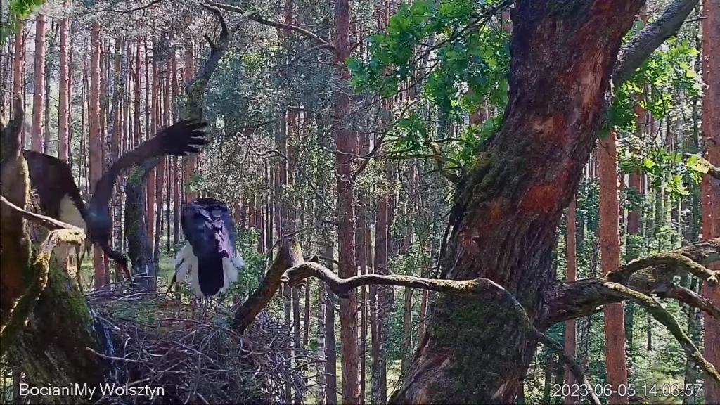 Zrzut ekranu (17242)