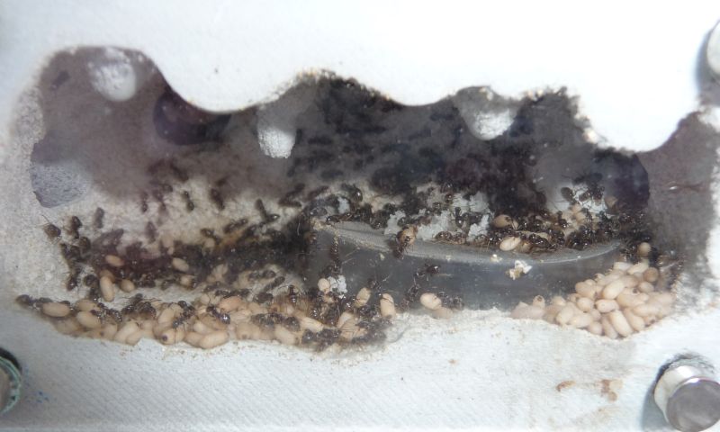 2604-Lasius1.jpg
