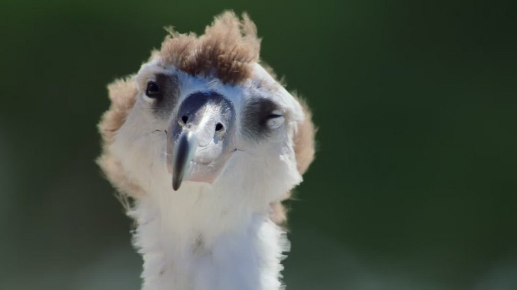 [Image: sg560gryequ1.jpg]