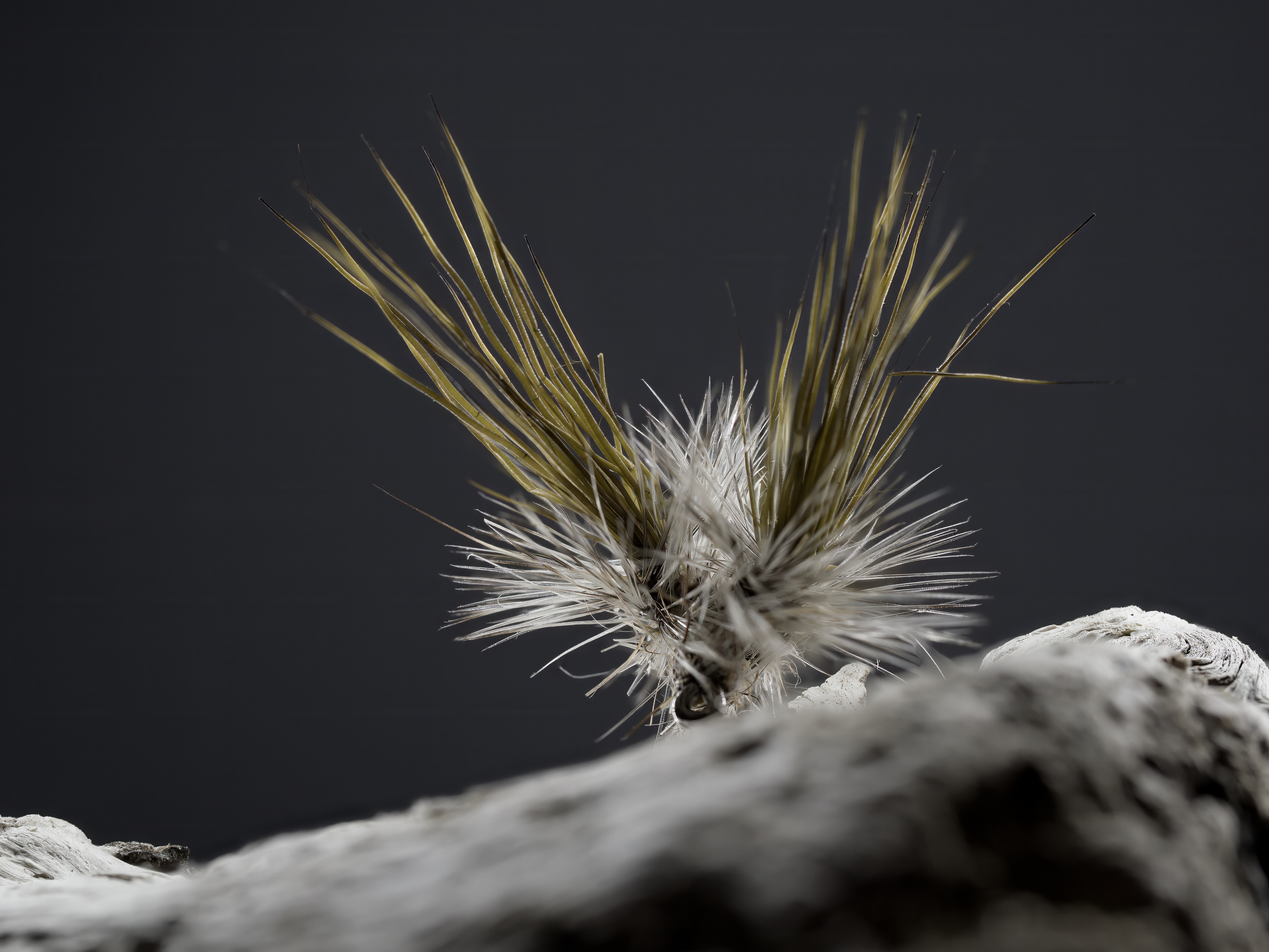 ZV2025-05-24-21-19-28-B-R8-S4-Fly-Tying.jpg