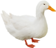0-1c0e0f-a5229a22-orig