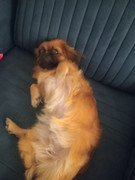 Tophie posing