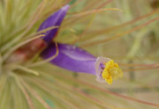 Très léger petit craquage... Mais alors tout petit ! - Page 2 Tillandsia-magnusiana004