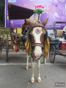 BBG&B12AStrollToSujataTempleB - 8