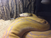 31706495_2013989515335255_8304927713357987840_n