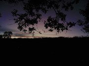 25.1.evening in the pasture