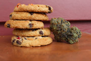 cannabis plants