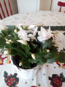 https://i.postimg.cc/QBQXYXHG/IMG-20201203-142533-1.jpg