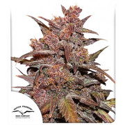 cannabis plants