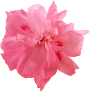 BIBI-PINK-ANGEL-ELEMS-21