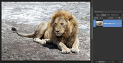 [Image: lion1.jpg]