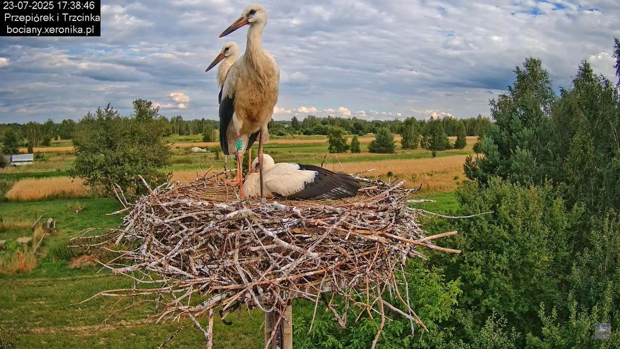 23072025bociany43