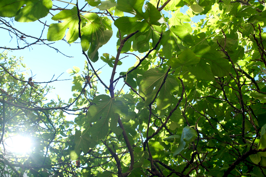 Feuilles de figuiers dans le soleil